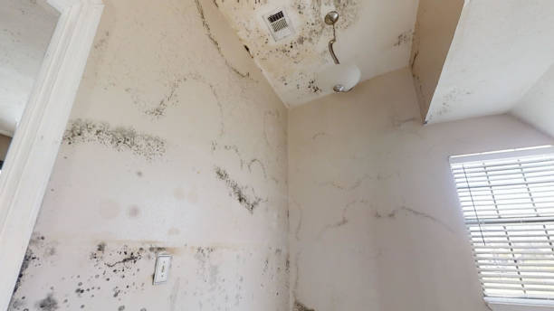 Best Mold Remediation for Rental Properties  in Leo Cedarville, IN