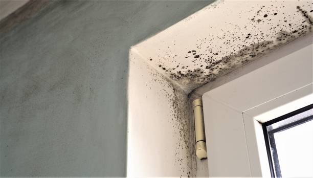 Best Residential Mold Inspection & Testing  in Leo Cedarville, IN