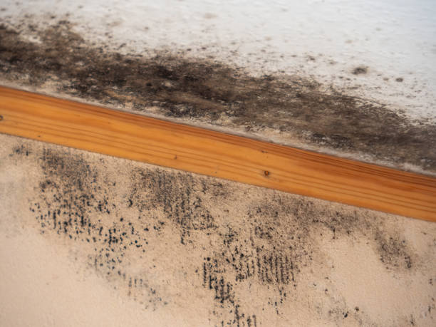 Best Biohazard Mold Removal  in Leo Cedarville, IN