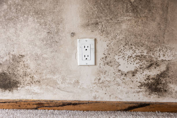 Best Post-Construction Mold Inspection  in Leo Cedarville, IN