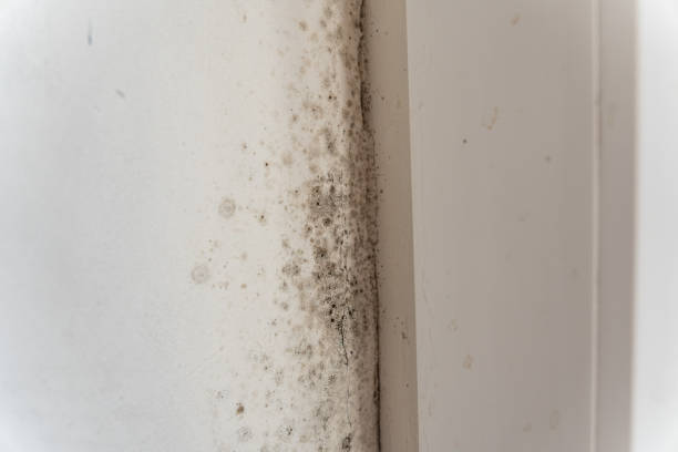 Trusted Leo Cedarville, IN Mold Removal Experts