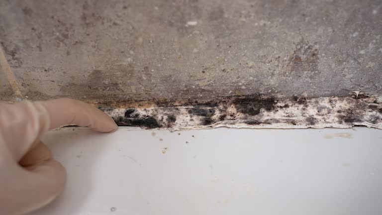 Best Crawl Space Mold Remediation  in Leo Cedarville, IN